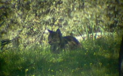 Pardel Lynx or Iberian Lynx - Lynx pardinus - Lince Ibrico - Linx ibric