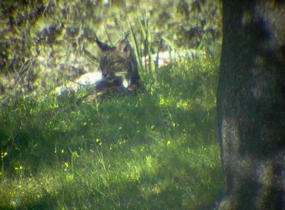 Pardel Lynx or Iberian Lynx - Lynx pardinus - Lince Ibrico - Linx ibric