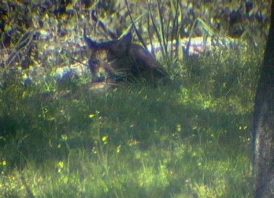 Pardel Lynx or Iberian Lynx - Lynx pardinus - Lince Ibrico - Linx ibric