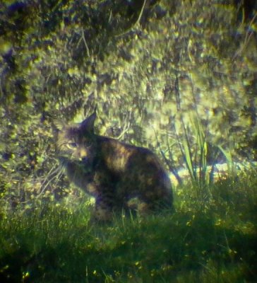 Pardel Lynx or Iberian Lynx - Lynx pardinus - Lince Ibrico - Linx ibric