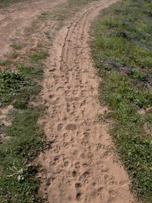 Tracks from a lynx