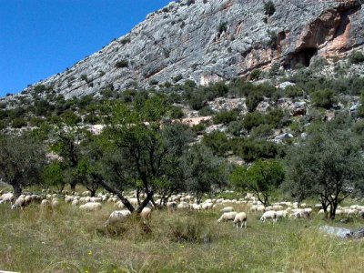 Teba Mountains and sheep grasing