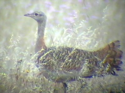 Great Bustard - Otis tarda - Avutarda - Pioc Salvatge