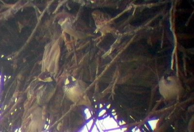 Spanish and House Sparrows - Paser hispaniolensis and domesticus - Gorrion moruno - Pardal de Passa