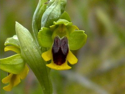 Yellow Ophrys - Orchid - Ophrys lutea ssp - Orquidea amarilla - Abellera groga