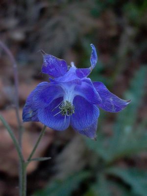 Pyrenean Columbine - Aquilegia pyrenaica