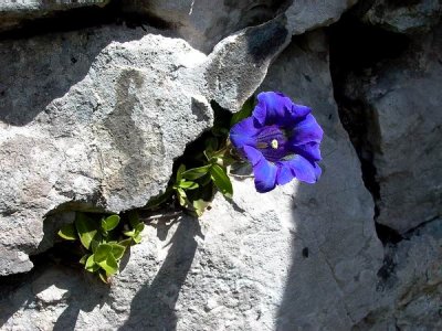 Southern Gentian - Gentiana alpina