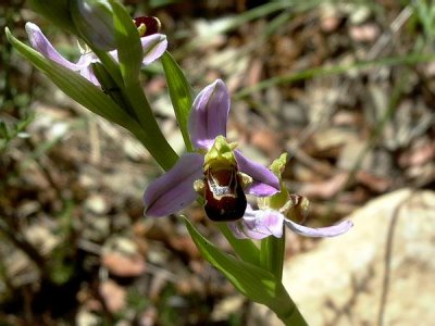 Bee Orchid - Ophrys apifera - Orquidea abellera