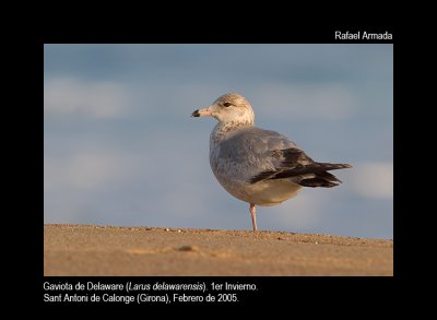 Gallery Ring-billed Gull - Larus delawarensis - Gaviota Delaware - Gavina de Delaware