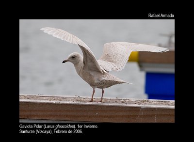 Iceland Gull - Larus glaucoides - Gaviota Polar - Gavinot Polar