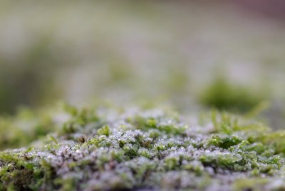 Landscape (Frozen III)