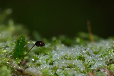Frozen IV