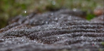 Growth rings (frozen V)