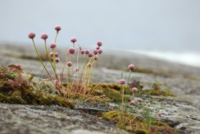 Flowers II