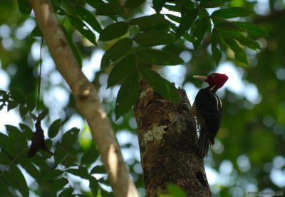 Woodpecker