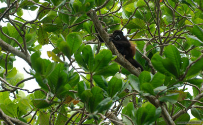 Howler Monkey II