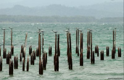 Birds and no dock