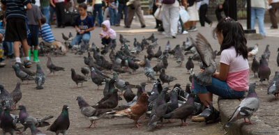 Feeding pidgeons