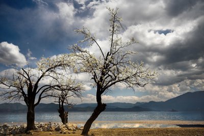 Stormy Tree. Lugu Lake