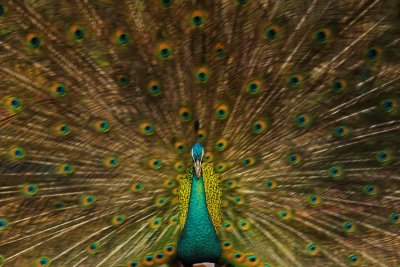 Peacock.Jinhong
