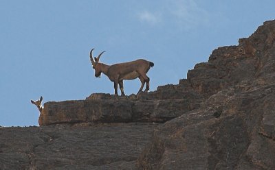 Ibex