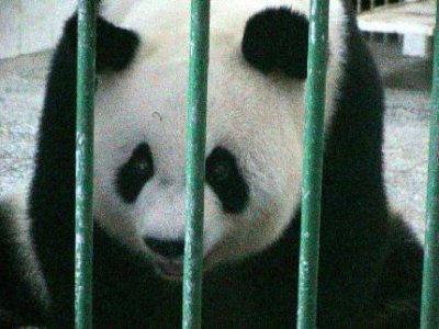 fz-panda2.jpg