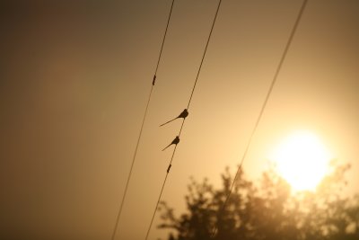 scissortails