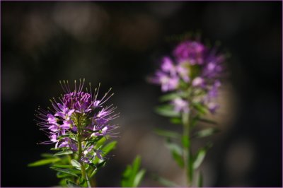 colorado-wildflower