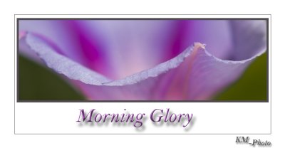 Titelbild morning glory.jpg