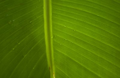 DSC_0015 ossipoff background banana palm.jpg