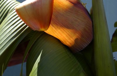 banana palm big.jpg