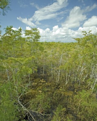 Everglades cypress 1927.jpg