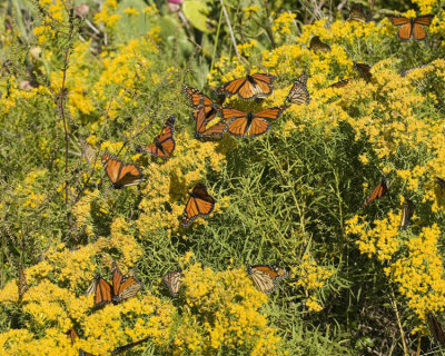 Monarchs swarm 2581.jpg