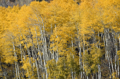 Wasatch Mts & Fall colors 4265.jpg