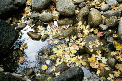Wasatch Mts Stream & Leaves 4214.jpg