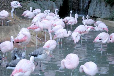 Flamingos Doing Whatever They Do