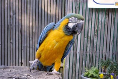 Drunken Parrot