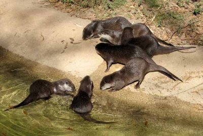 Otters - Cute by Smelly