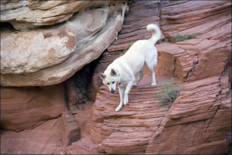Angel the mountain goat