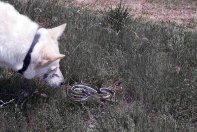 Angel and the snake