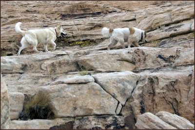 Hiking buddies