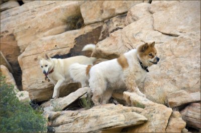 Two mountain goats