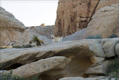 Hiking Dog