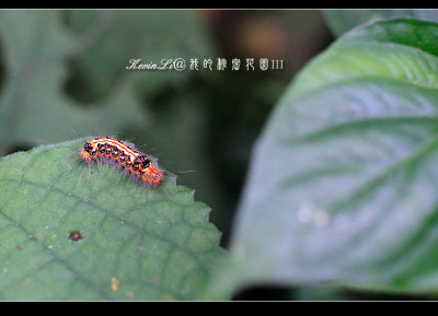 我的秘密花園 III