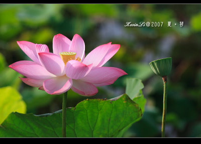 Lotus2007_01.jpg