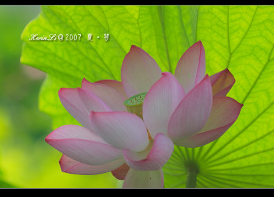 Lotus2007_02.jpg