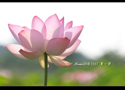 Lotus2007_03.jpg