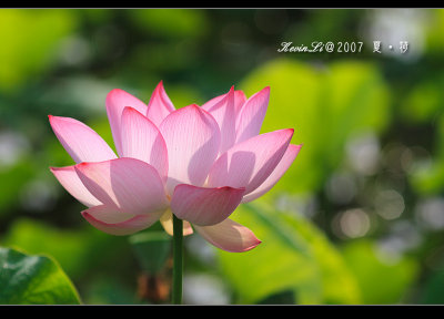 Lotus2007_04.jpg