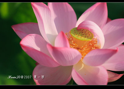 Lotus2007_05.jpg