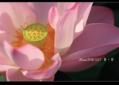 Lotus2007_06.jpg